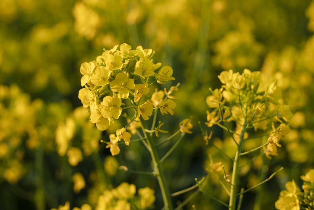 canola flower