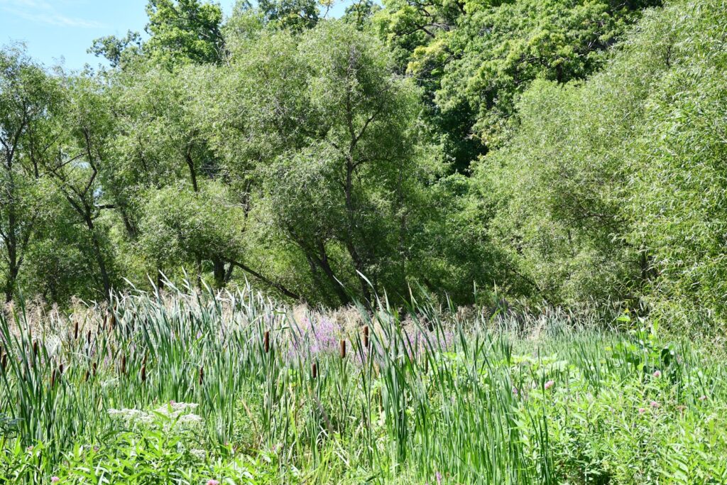 a field of flowers with trees in the background