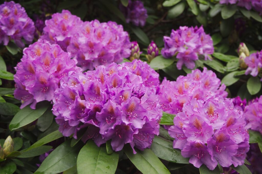 Summer rhododendron flowers
