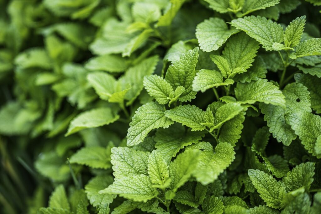 📖Lemon Balm 🍋(Melissa officinalis).🌱🤔
This plant smeels like a Heaven full of lemons. Can't really describe it...but it smeels like the best🍋 lemon-flavoured candy🍬 in the world. 🌍