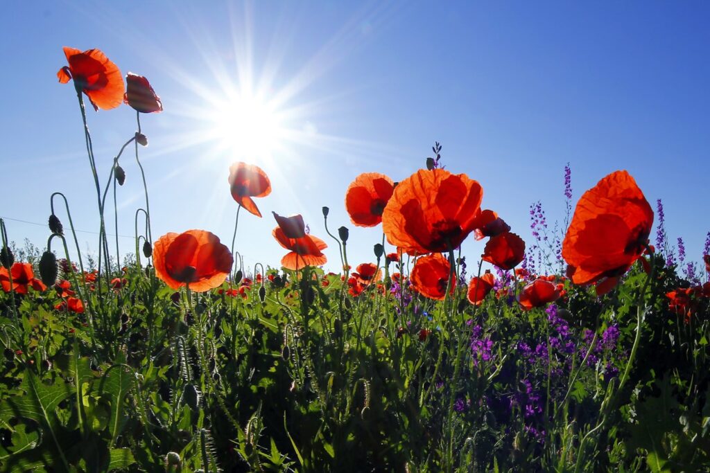 Red poppies under morning sun
