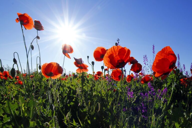 Red poppies under morning sun