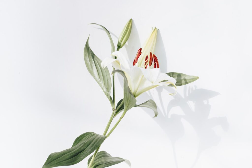 Lily on white background with shadow