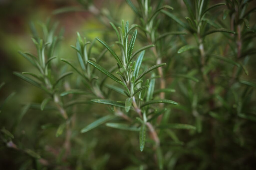 fresh grown rosemary