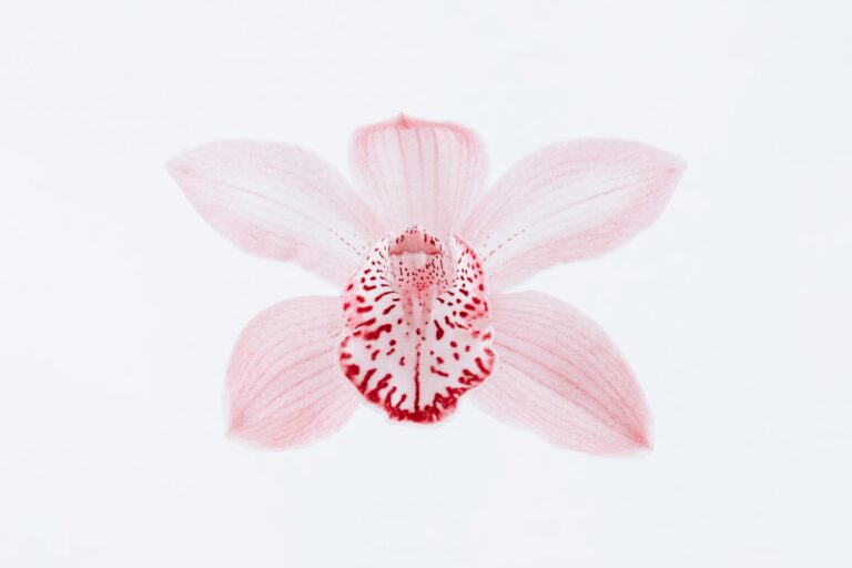 I love the similarity of the flower to an insect.
