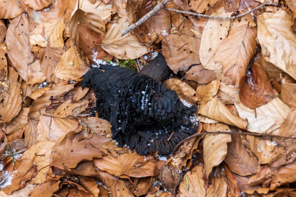 A black bird sitting in a pile of leaves