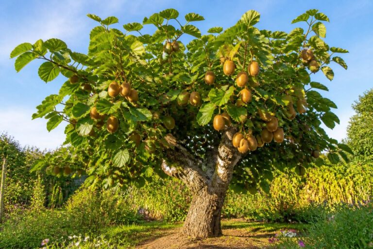 découvrez le nom exact de l'arbre kiwi, un fruitier vigoureux idéal pour le jardinage, et apprenez comment le cultiver avec succès dans votre jardin.