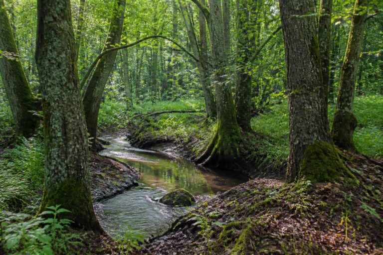 découvrez comment les aulnes, ces arbres d'environnements humides, transforment nos forêts et jardins en enrichissant les sols et favorisant la biodiversité.