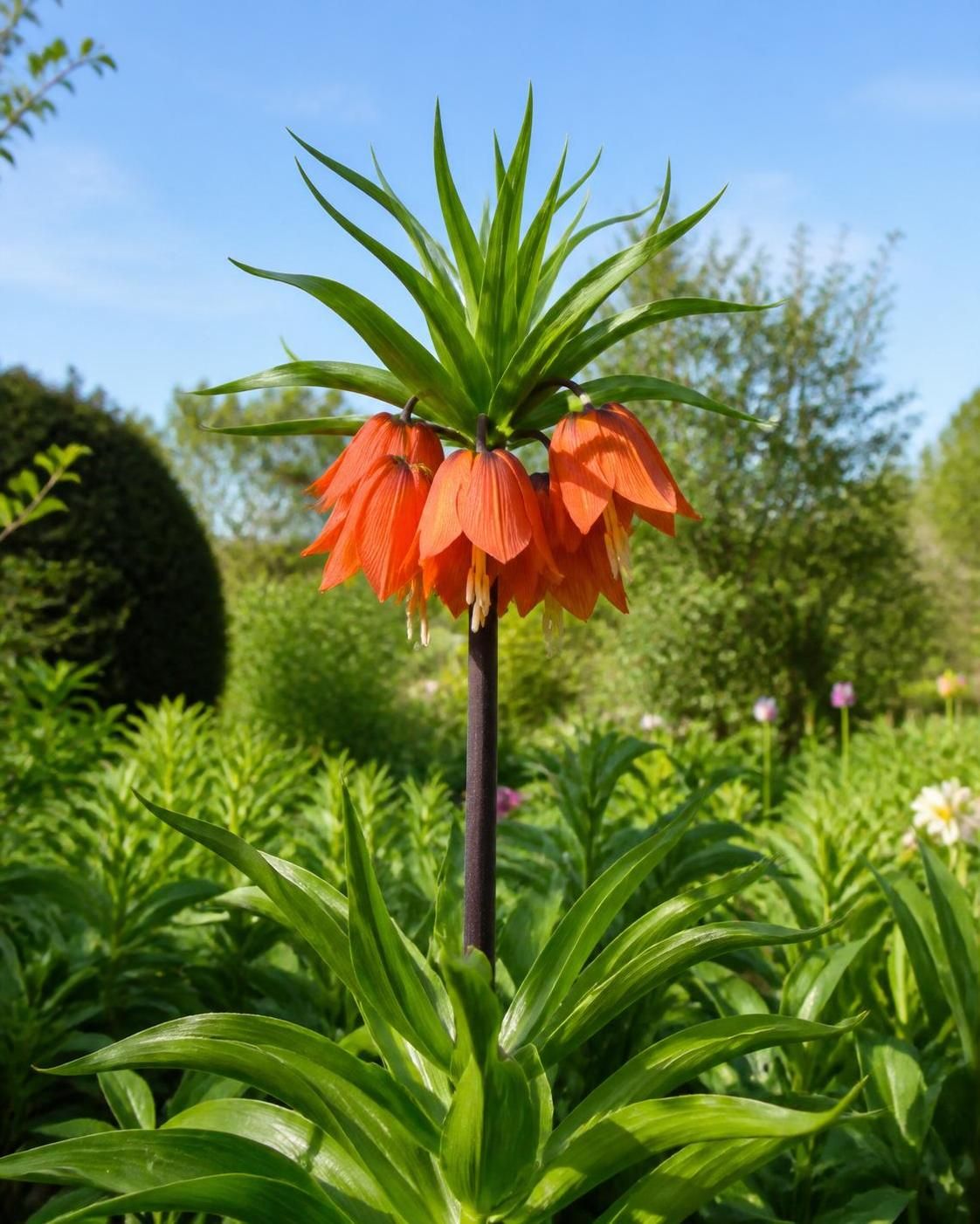 découvrez comment cultiver la fritillaire impériale, une fleur rare et élégante, dans votre jardin grâce à nos conseils pratiques et faciles à suivre.