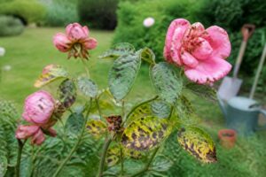 découvrez comment identifier les symptômes des maladies du rosier et protégez efficacement vos fleurs pour un jardin éclatant de santé toute l'année.