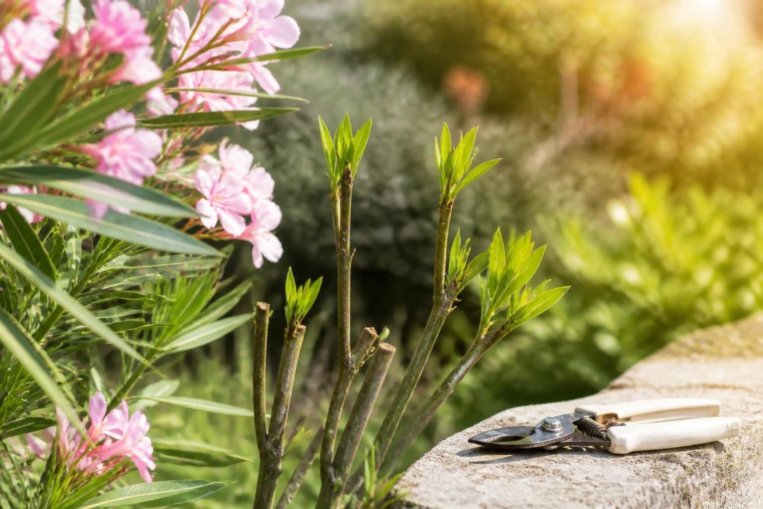 découvrez les gestes essentiels pour tailler votre laurier rose efficacement et favoriser une floraison abondante et éclatante tout au long de la saison.