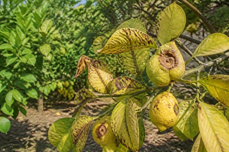 découvrez comment identifier les symptômes de la maladie du citronnier et protégez efficacement vos arbres pour une récolte saine et abondante.