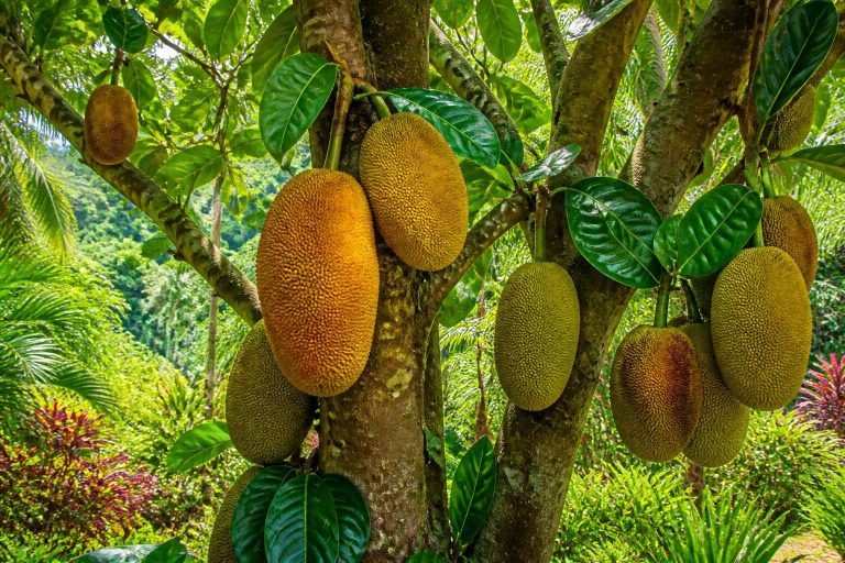 découvrez les bienfaits méconnus de l'artocarpus, l'arbre tropical aux fruits riches en vertus pour la santé et le bien-être.