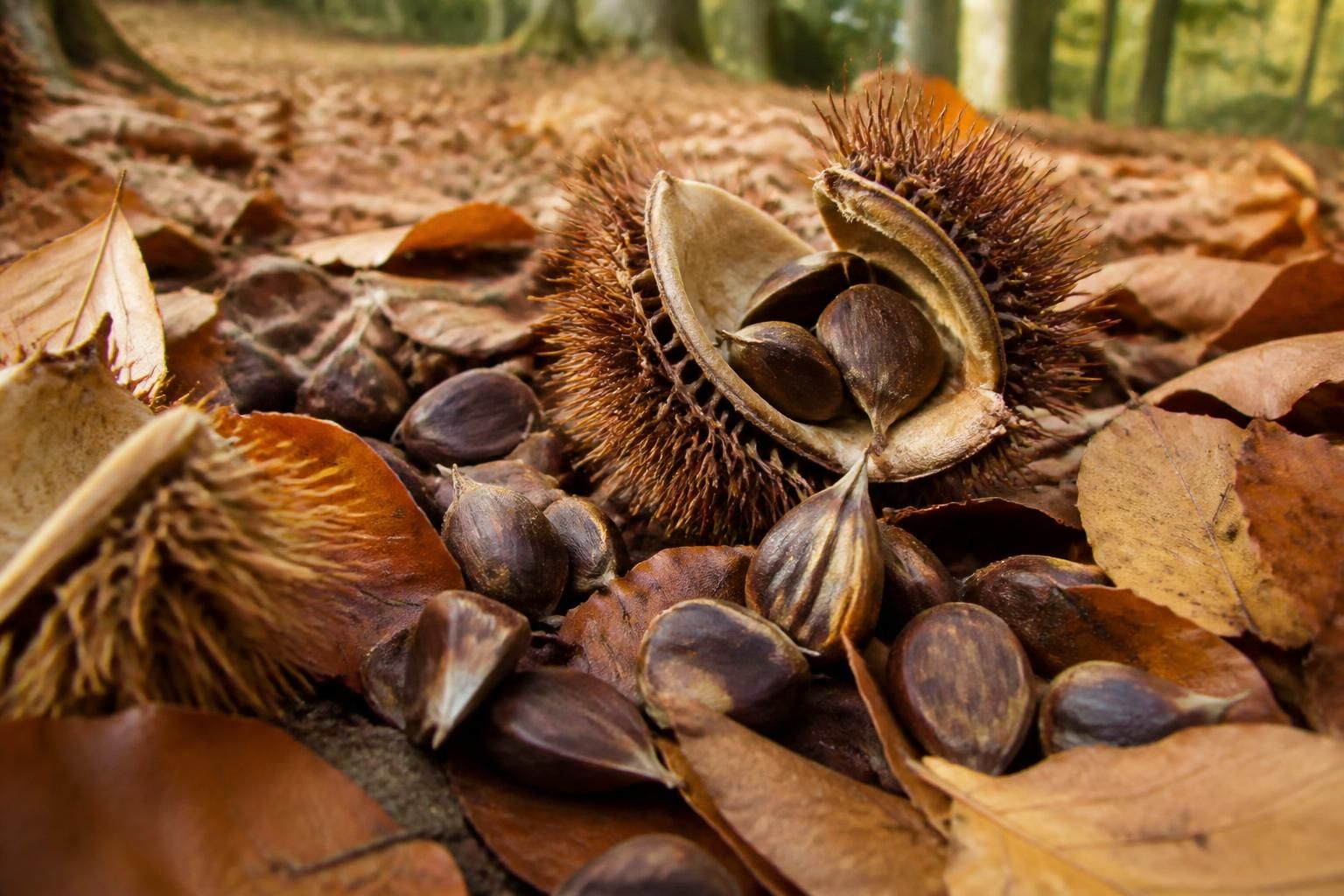 découvrez le fruit du hêtre, un trésor méconnu aux bienfaits surprenants pour votre santé et un atout précieux pour embellir et enrichir votre jardin.